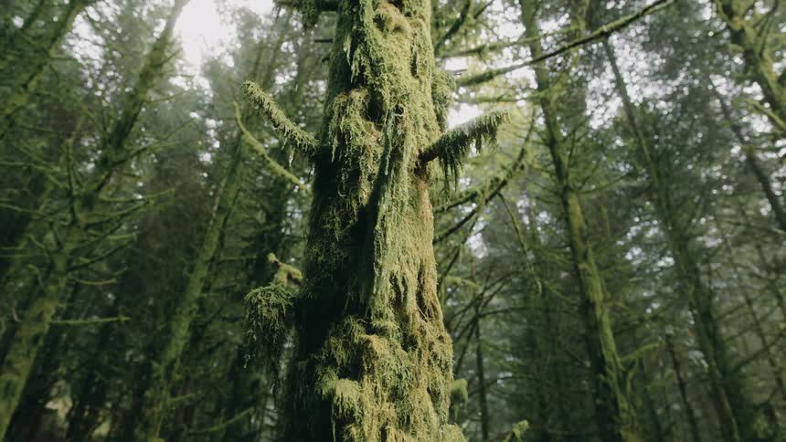 Close up of moss growing on bark in the forest