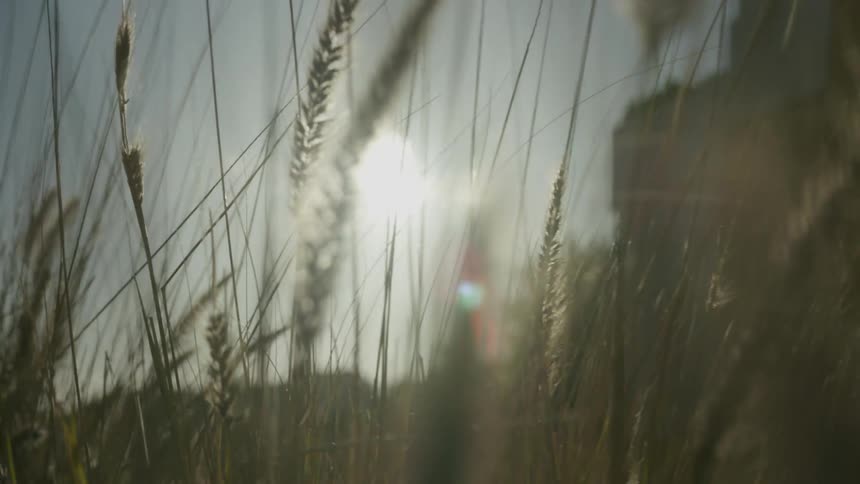 View in the middle of tall grass with weeds and the reflection of the sun during the day