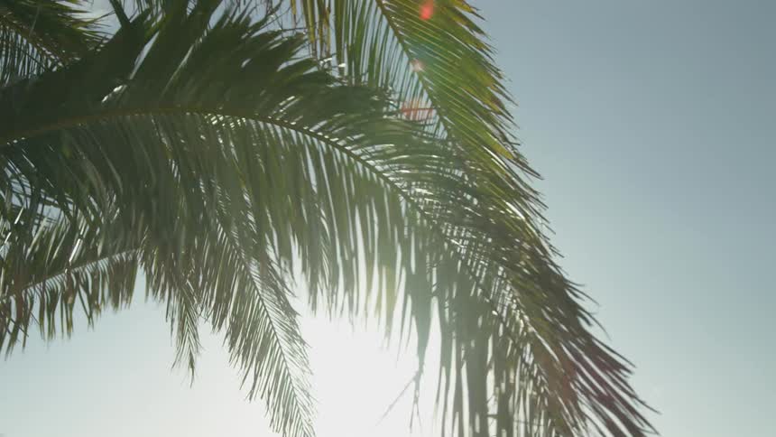 Leaves of a palm tree moving in the wind in contrast to a blue sky and strong sunlight