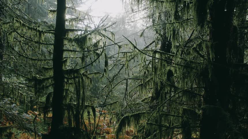 A forest is filled with many tall trees and has fog settled upon it