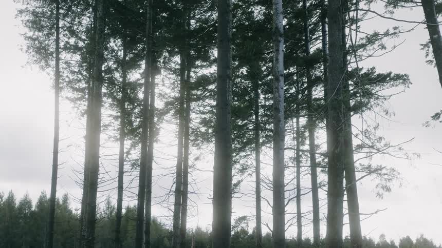 Trees and a forest during a cloudy day
