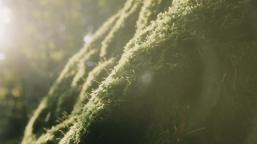 Sun shines over a rock covered with moss in the forest