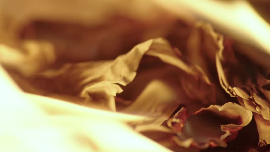 Close up of hundred dollar bills burning in a fire