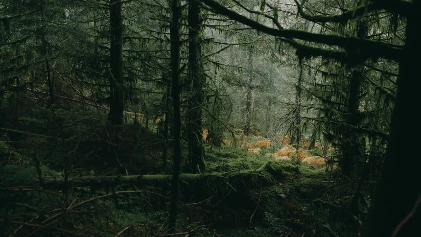 A fallen tree rests on the forest floor in the shadows of other tall trees