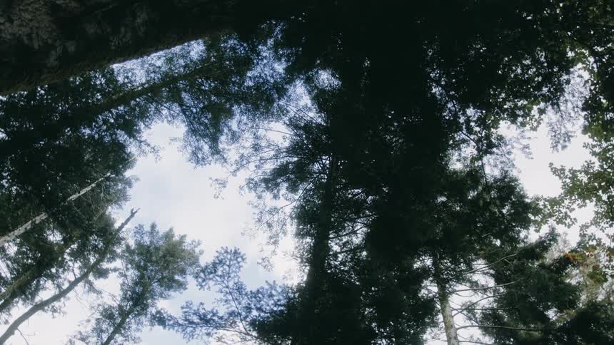 The trees cover the sky above