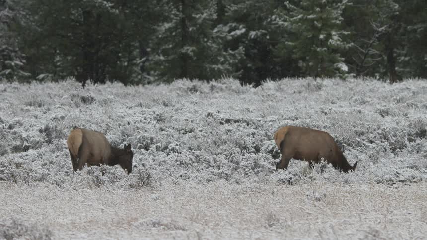elk graze as it snows