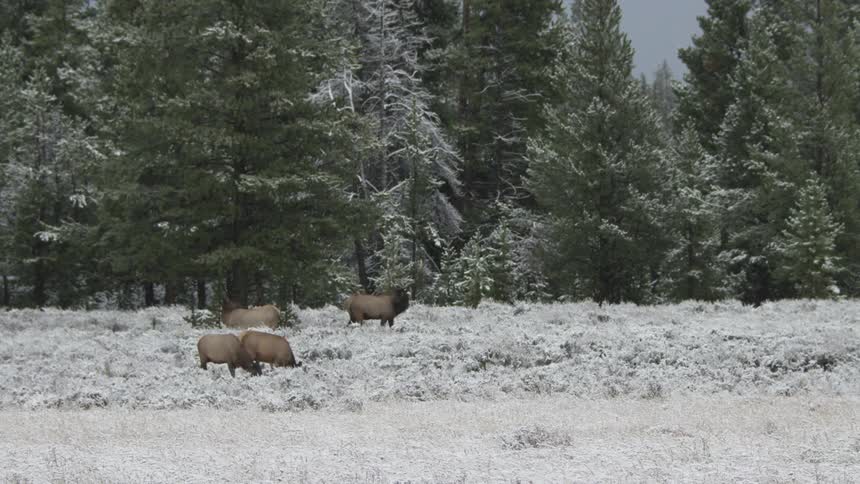 A herd of elk in a snowy meadow
