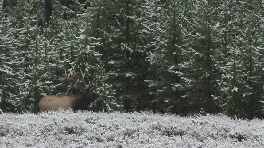 The elk stands in the snow by the forest