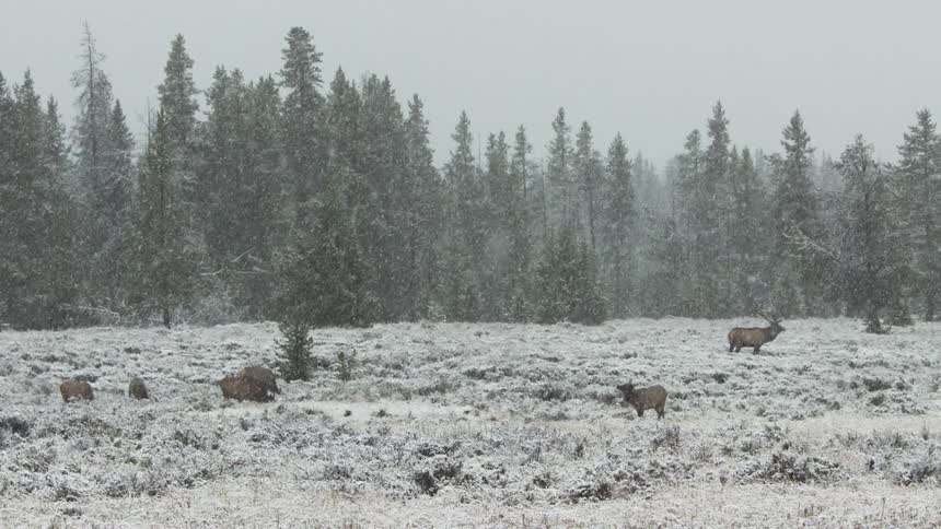 A group of elk in a meadow during a blizzard