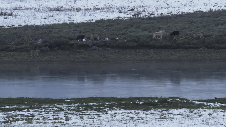 A pack of wolves walking along the edge of a river in the snowy meadow