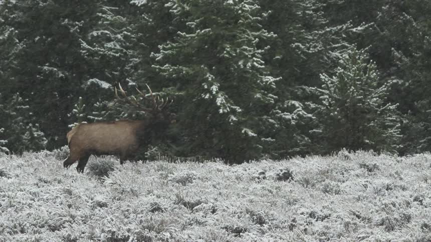 A bull elk walking in a field in front of a forest during a blizzard