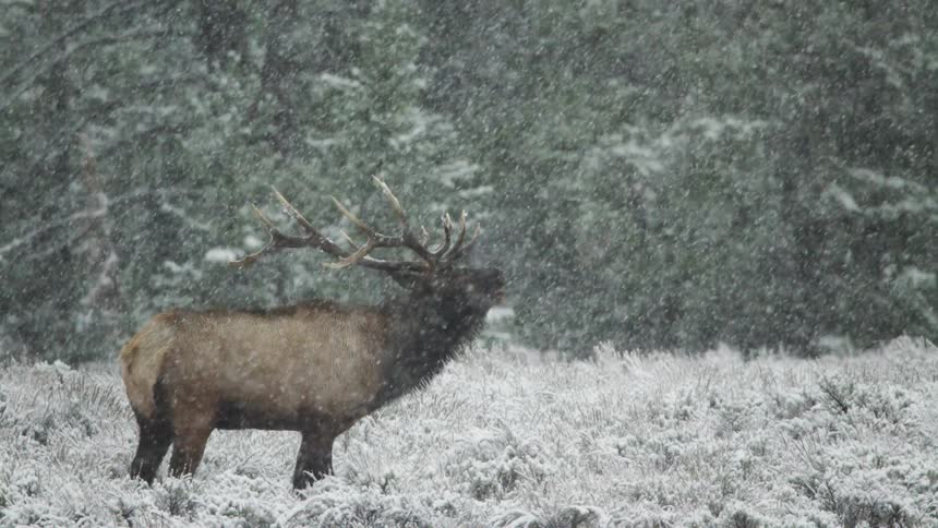 A large bull elk bugling in a snow storm
