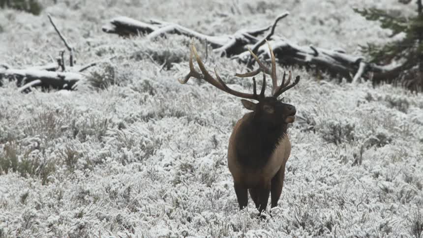 A large bull elk bugling in a snowy meadow