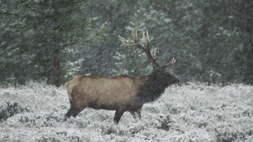 A bull elk with a big antlers walking along a forest line during snowfall