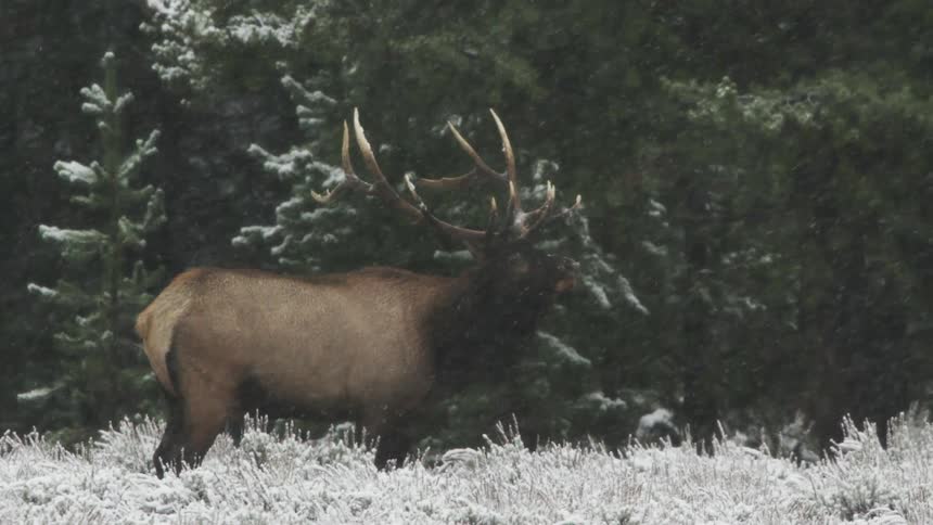 A bull elk bugling during a snowstorm