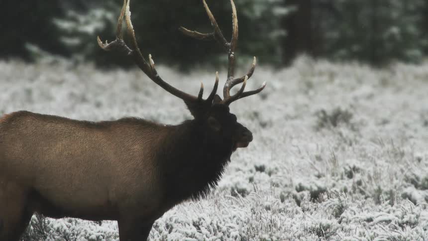 A bull elk bugling in a snowy environment