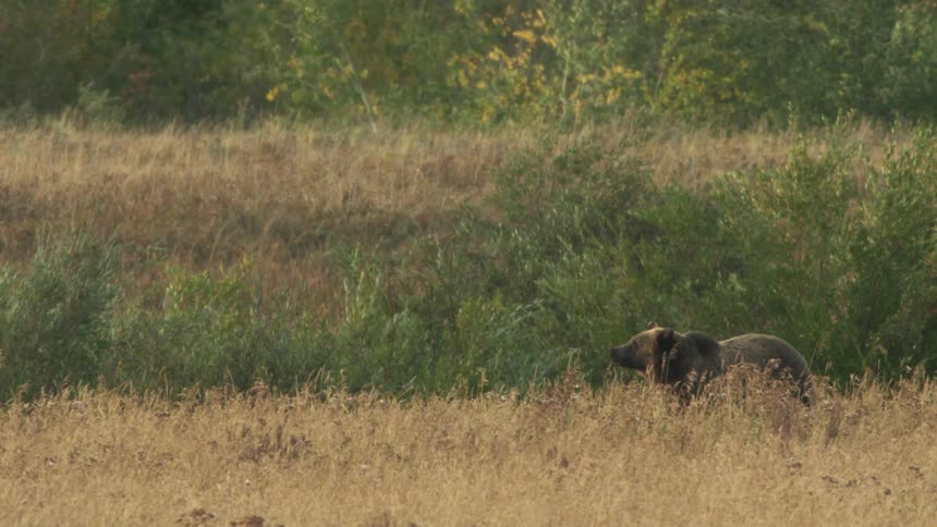 Brown bear chews while moving through field in the wilderness