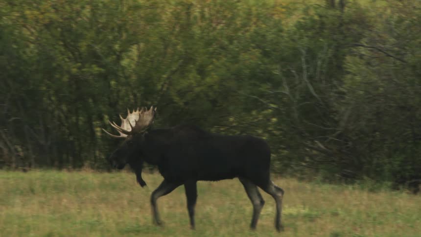 A bull moose walking in a meadow