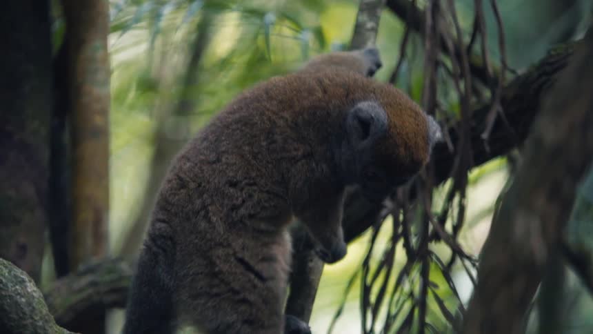 A lemur climbing down a tree