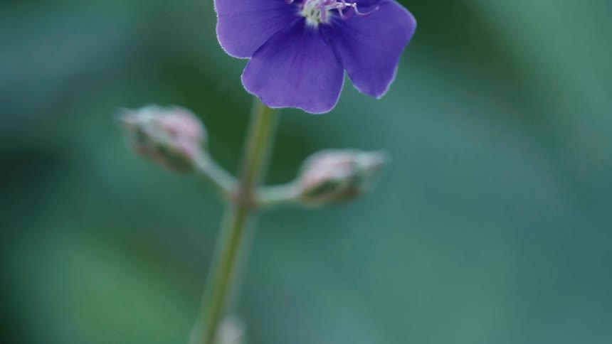 A plant with a flower with purple petals and small unopened buds on its stem