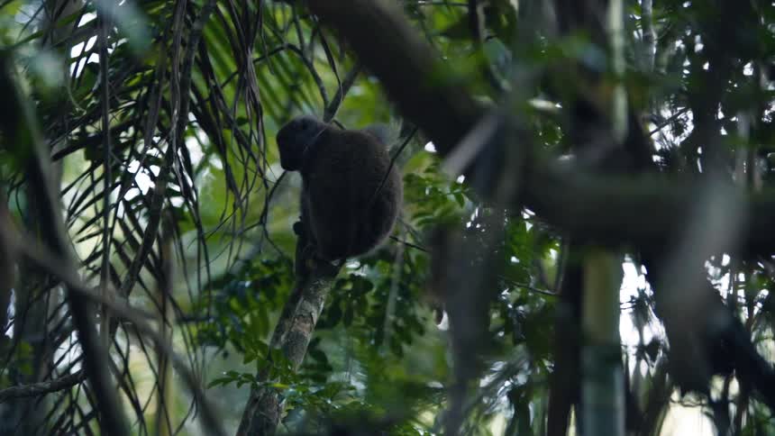 A small monkey hanging from the thin branch of a tree scratching its head
