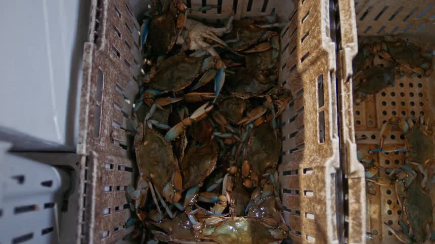 Boxes holding crabs captured by fishermen