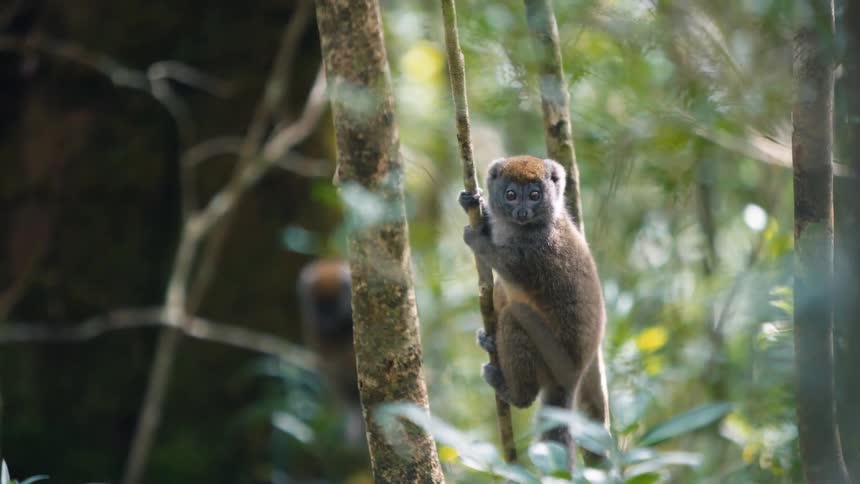 Small furry brown lemur clutches on a thin tree trunk in the jungle