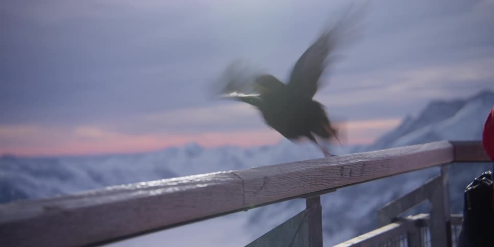 A black bird is perched on a wooden railing and then it flies over several snowcovered mountains