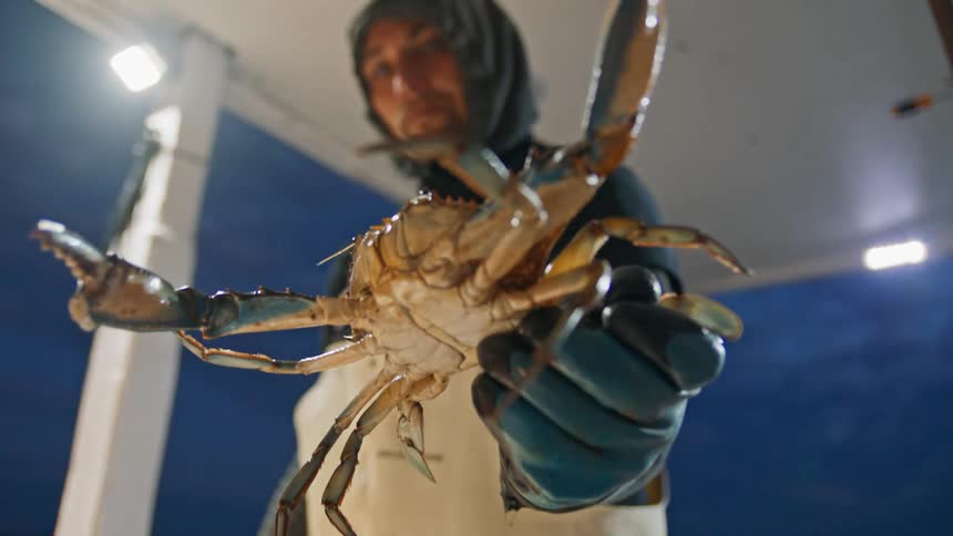 Man with a glove holding a crab while on a boat