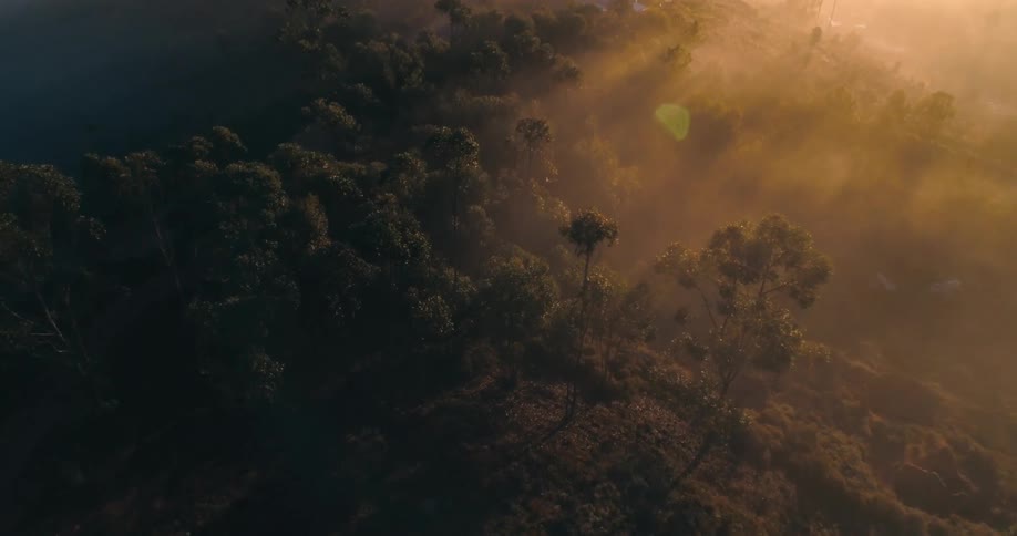 Aerial panorama of a forest with morning solar light