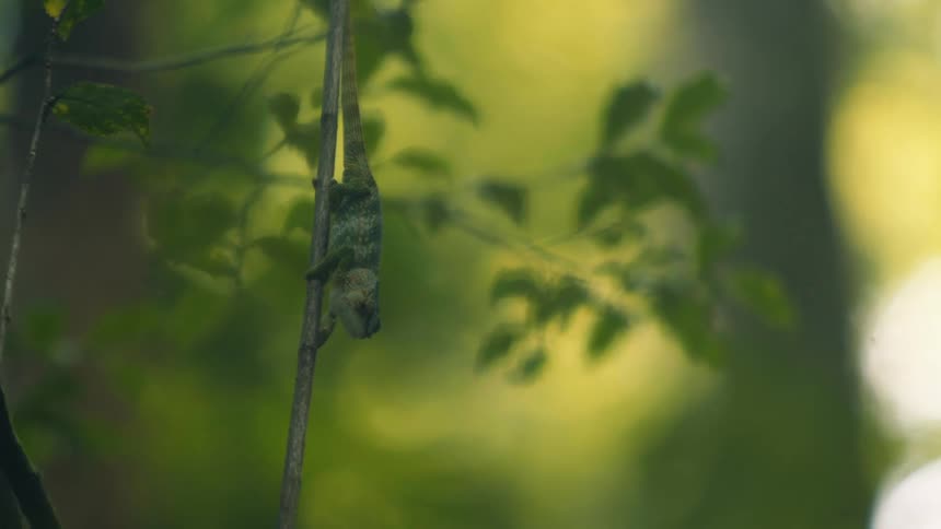 Small greenish lizard camouflaged on a small tree trunk