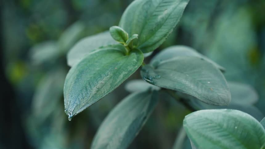 Water droplets drip from the leaf of a plant