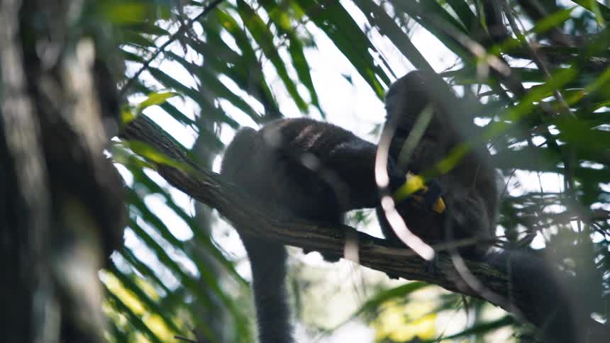 Two lemur on a tree trunk eating banana