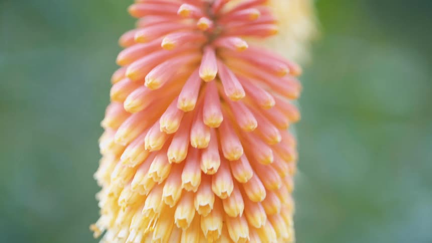 Extreme closeup on a yellowish and orange flower