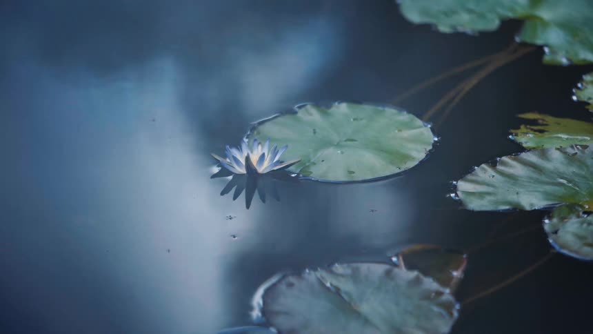Lake with reflections and floating plants