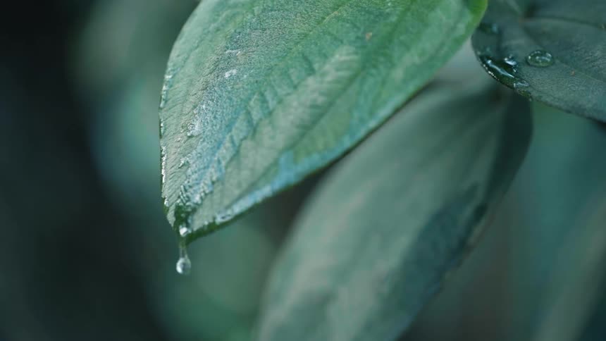 Water drips from wet plant leaf