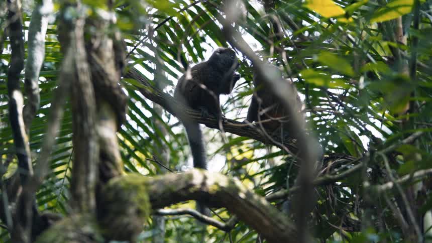Lemur on a tree trunk in the forest