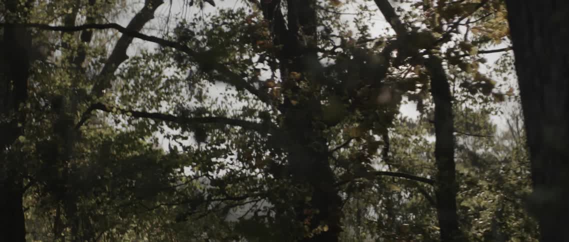 The wind blows the tree branches