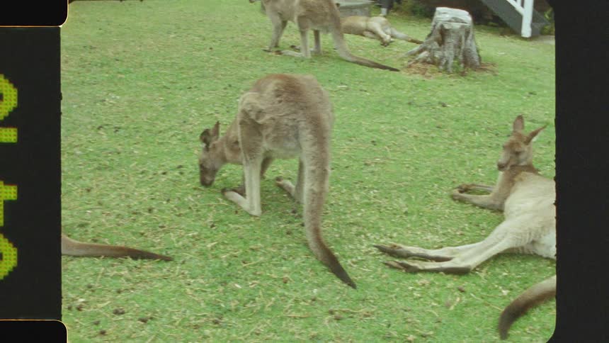 A group of kangaroo are relaxing on the grass