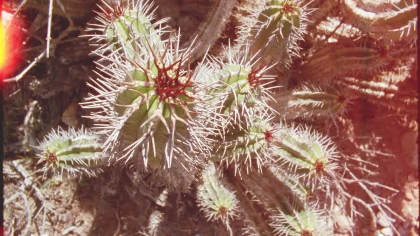 The cactus has many needles
