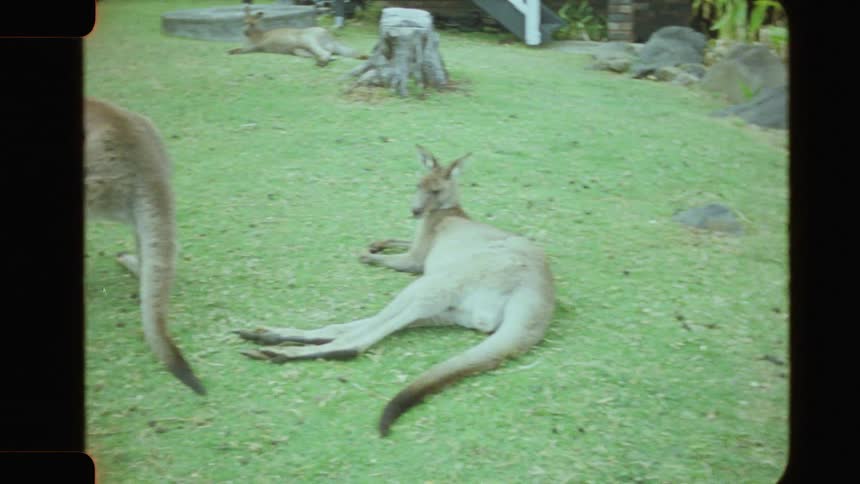Kangaroos lounge in the grass and one hops away in the yard of a brick house