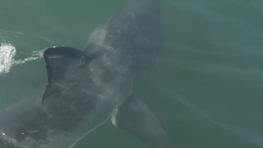 Whale swimming through ocean water during midday