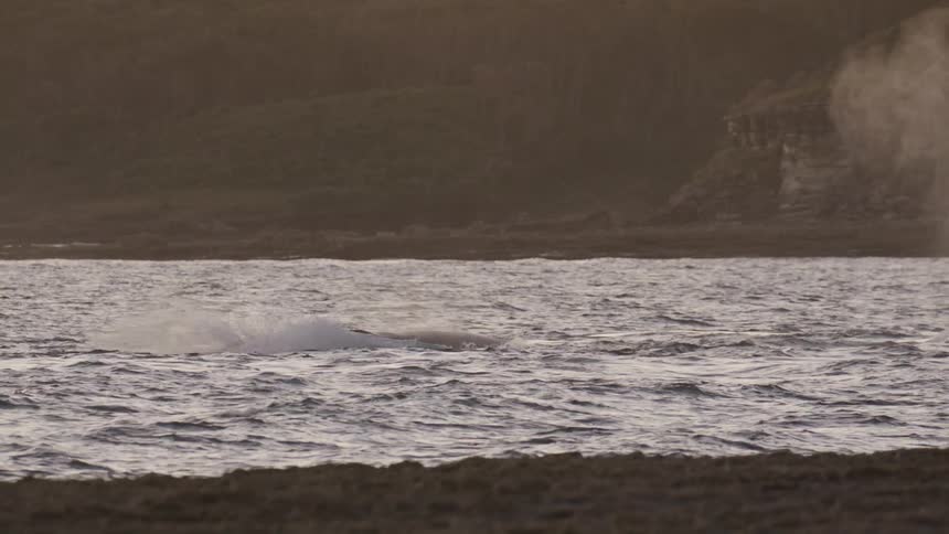 Whale appearing on the sea surface