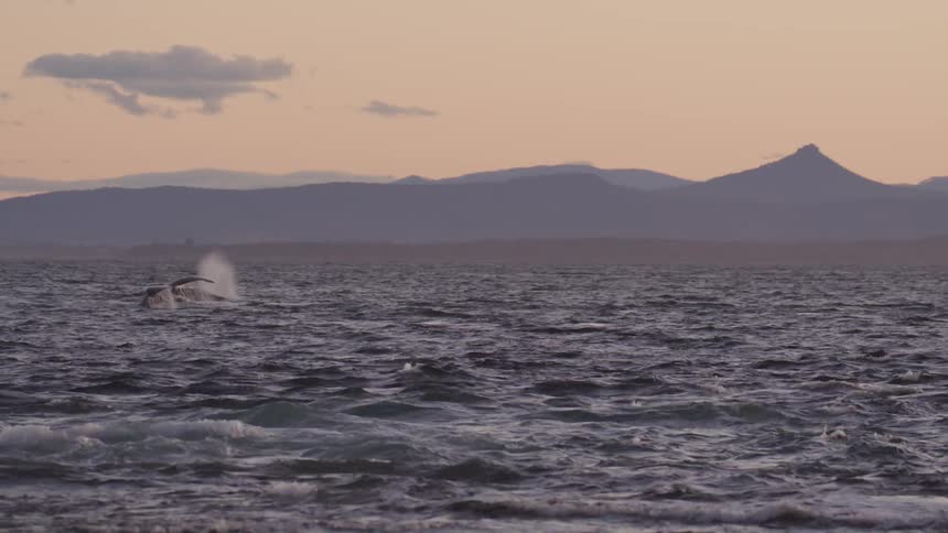 A whale dives into the waves