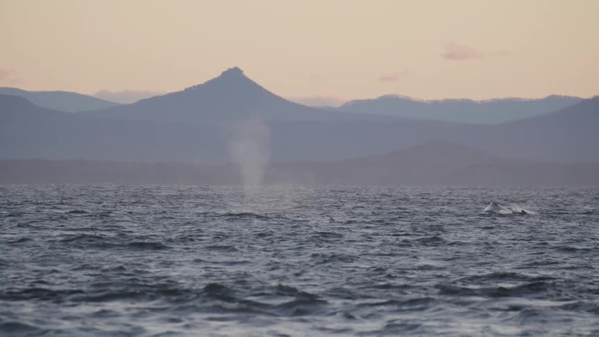 A whale breaches out of the water in a calm ocean at evening