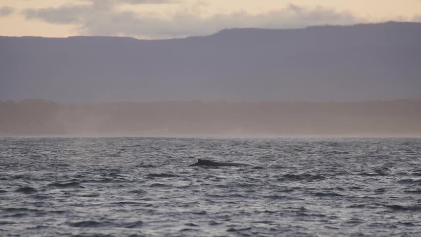 A whale breaches the ocean waves