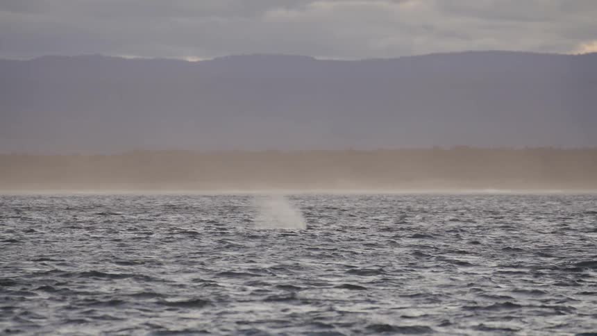 A whale breaches out of the water in a calm ocean at evening