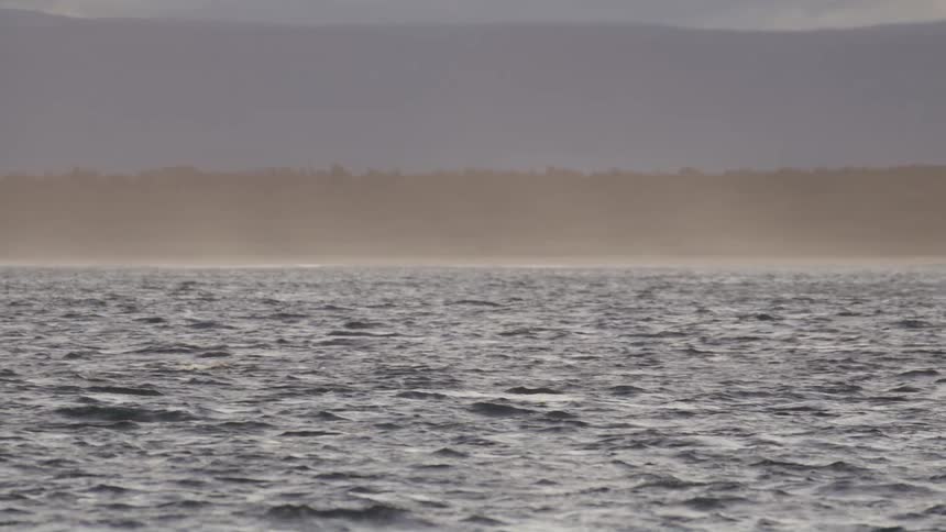 Animals swim close to a coastal area