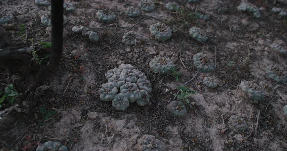 Peyote grows in soil