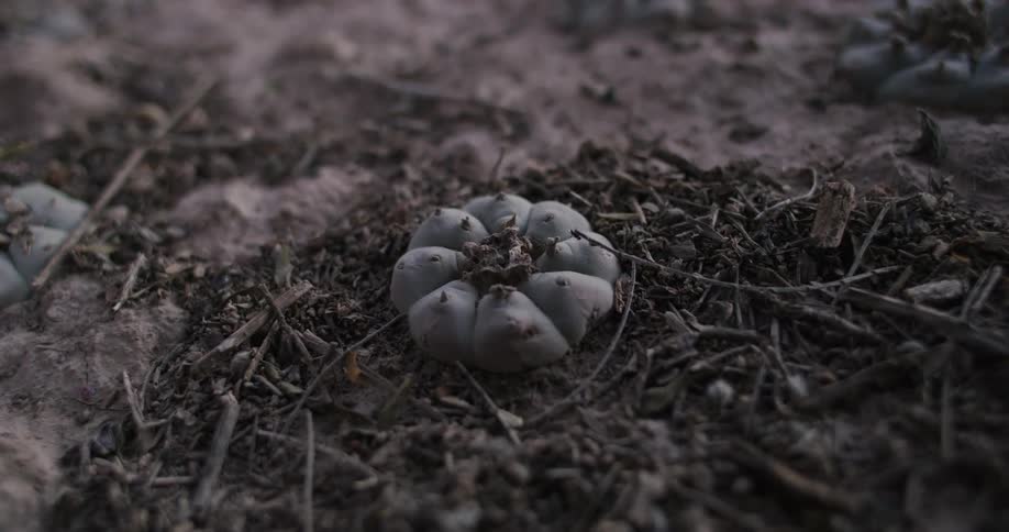 Close up of a plant surrounded by dirt outdoors